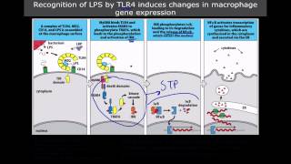 Immunology The Toll Like Receptors [upl. by Bryan554]