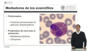 Eosinófilos   UPV [upl. by Fujio]