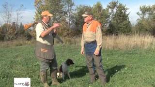 Springer Spaniel Flushing Dog Training [upl. by Neitsabes]