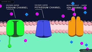 Action Potential in the Neuron [upl. by Silvie73]