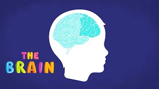 Brain Basics All about anxiety for kids Part 2  Your brain [upl. by Nolad]