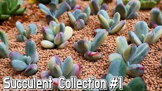 ENG SUB Beautiful succulent plant Cotyledon variegated collection  garden succulent [upl. by Akemrehs]