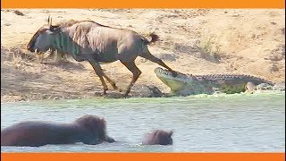 Hippos Come to Rescue Wildebeest from Crocodile [upl. by Eniamor776]