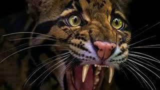 Clouded Leopard Roar 4 🐆 🔊 [upl. by Warde454]