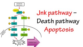 Jnk Pathway [upl. by Mcdermott706]