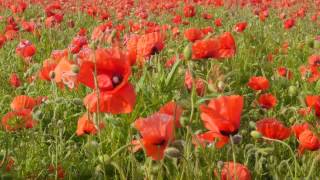 Spring Offensive  WW1 poetry by Wilfred Owen [upl. by Atteiluj]