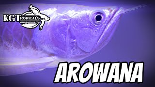 WATCH THIS Before Buying An AROWANA 10 Things You Should Know About Silver Arowanas Monster Fish [upl. by Casey864]