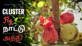 நாட்டு அத்தி மரம் பழம் பயன்கள்  Cluster Fig Tree amp Fruit Benefits Juice Recipe MudPot Trees [upl. by Ettenoitna]