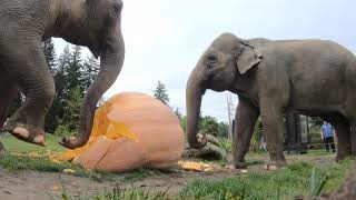 Elephant Smash Giant Pumpkins [upl. by Laehcym220]