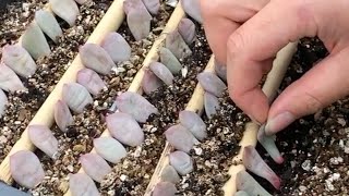 How to Propagate Echeveria succulents from Leaves  Incl Rare Crested form of Ling Snow Ariel 凌雪 [upl. by Kenley]