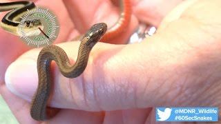 60Second Snakes Northern Redbellied Snake [upl. by Gean]