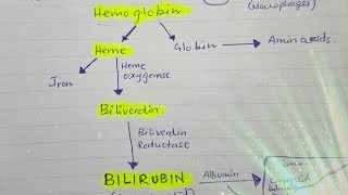 Bilirubin metabolism [upl. by Osric340]