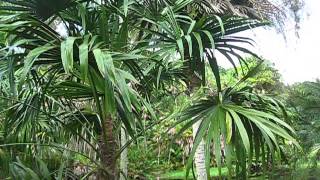 Thrinax parviflora Palm Fairchild Miami [upl. by Naelcm689]