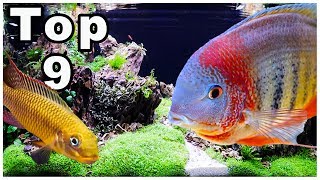 Top 9 Best Cichlids for Community Tanks [upl. by Mcneil404]