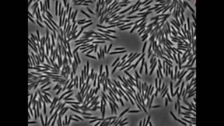 Motions of Swarming E coli Bacteria [upl. by Horton218]