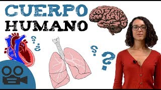 Sistemas de cuerpo HUMANO  Órganos del cuerpo [upl. by Aurlie]