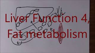 Liver Function 4 Fat metabolism [upl. by Adrell998]