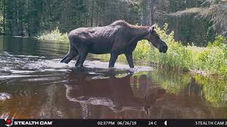 Algonquin Park Trail Cam Footage 2019 [upl. by Franek]