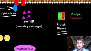 Signal Transduction Pathways [upl. by Lebazej]