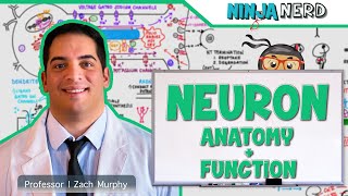 Neurology  Neuron Anatomy amp Function [upl. by Annaek]