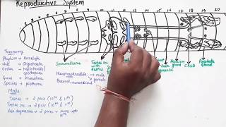 Reproductive System Of Earthworm Part 1 [upl. by Sheryl]