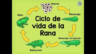 CICLO DE VIDA DE LA RANA  NIVEL INICIAL [upl. by Nosdivad69]