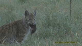 Lodjur Lynx lynx Västmanland 2011 [upl. by Durrell11]