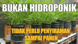 Cara Menanam Kangkung Dalam Botol Tidak Perlu Penyiraman Lagi Sampai Panen  Urban Farming [upl. by Yelnikcm]