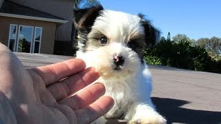 Parti Morkie Puppies For Sale in San Diego California USA [upl. by Alister]