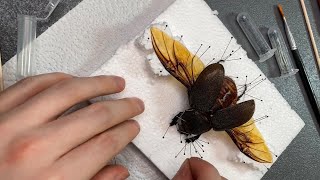 Hercules beetle Pinning [upl. by Merc]