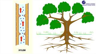 Capillary Action [upl. by Eillib38]