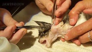 Satisfying Botfly Larvae Removal From Animals [upl. by Mora541]