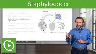 Staphylococci – Microbiology  Lecturio [upl. by Erlewine]