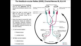 Vestibuloocular Reflex VOR  Structure amp Physiology [upl. by Bernt]