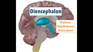 Diencephalon THALAMUS HYPOTHALAMUS PINEAL GLAND [upl. by Peirsen]