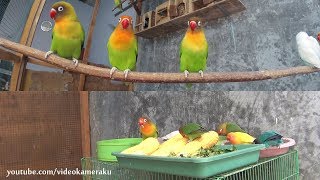 Lovebirds Activity  Meal Time and Play  Multicam [upl. by Donelson113]