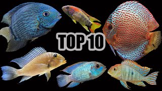 Top 10 Cichlids for a Community Aquarium [upl. by Anahcra]