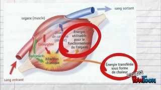 5e Pour réviser Le fonctionnement de lorganisme en activité [upl. by Alyahsat379]