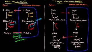 Shuttle Mechanisms MalateAspartate and GlycerolPhosphate [upl. by Annait]