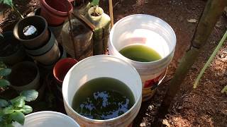 How to grow Green Water Algae [upl. by Rechaba138]