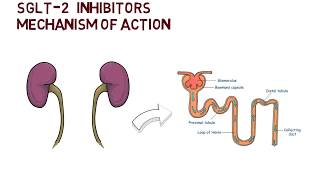 SGLT2 Inhibitors  Mechanism of Action [upl. by Ssew]