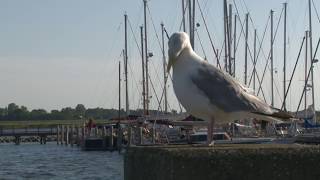 BSWFerienwohnungen Hiddensee  Ostsee [upl. by Baten]