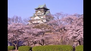 Japanese Cherry Blossoms  10 facts [upl. by Yeliw]