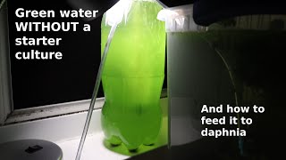 Green Water WITHOUT a Starter Culture  From Scratch  How To [upl. by Ramoj171]