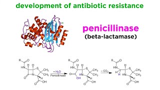 MethicillinResistant Staphylococcus aureus MRSA [upl. by Annahsor]