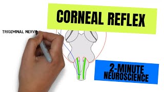 2Minute Neuroscience Corneal Reflex [upl. by Zurheide]