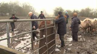 20 ponies rescued from a life of misery [upl. by Oicangi]