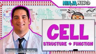 Cell Biology  Cell Structure amp Function [upl. by Shear]