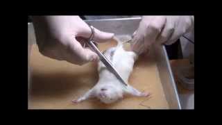 Rat dissection at the Department of Zoology University of Johannesburg [upl. by Sidras]