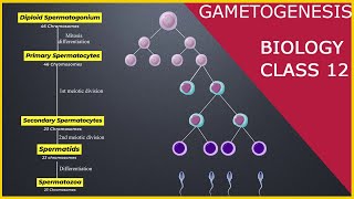 GAMETOGENESIS  Human Reproduction  Class 12 [upl. by Heydon]